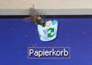 Fliege auf dem Papierkorb von Windows